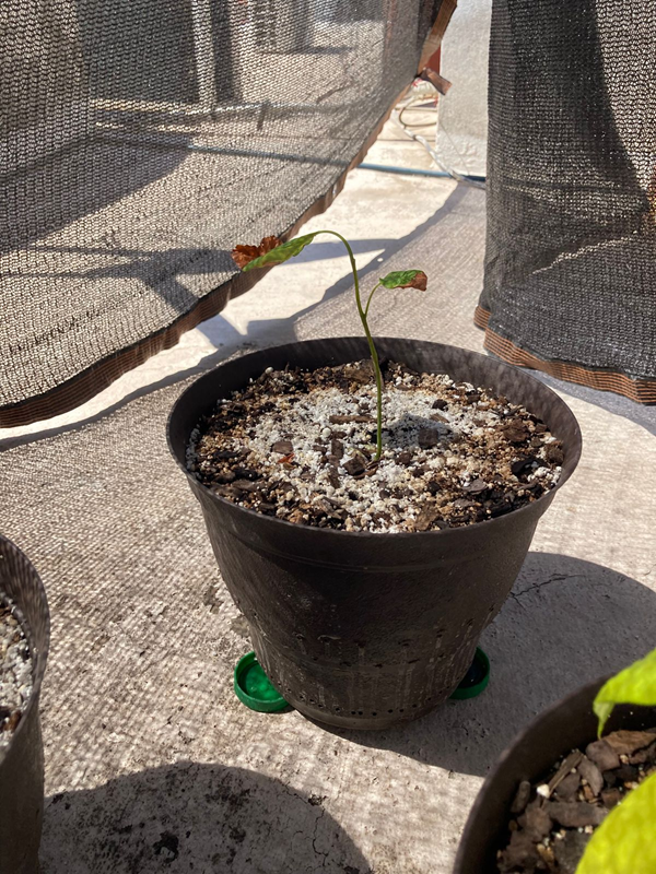 Árbol 12
