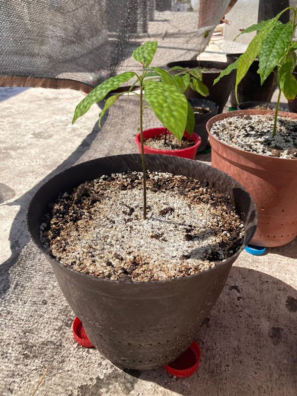Árbol 2