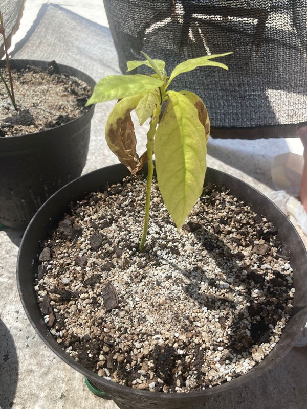 Arbol 10 - 21/05/2025