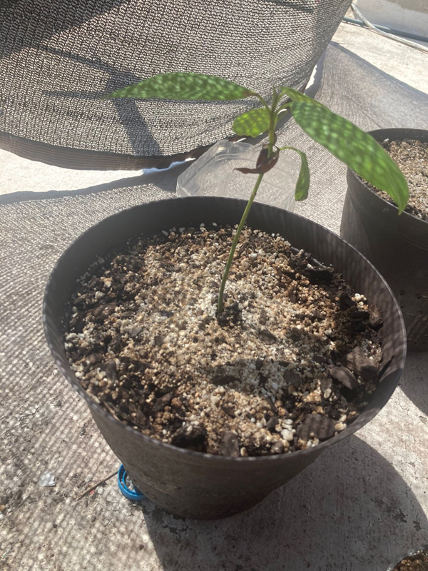 Arbol 11 - 21/05/2025
