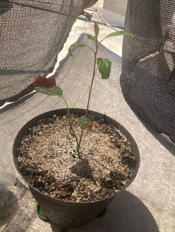 Arbol 12 - 21/05/2025