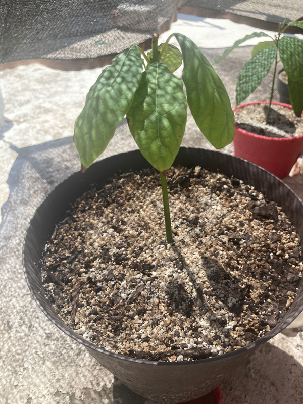 Arbol 2 - 21/05/2025