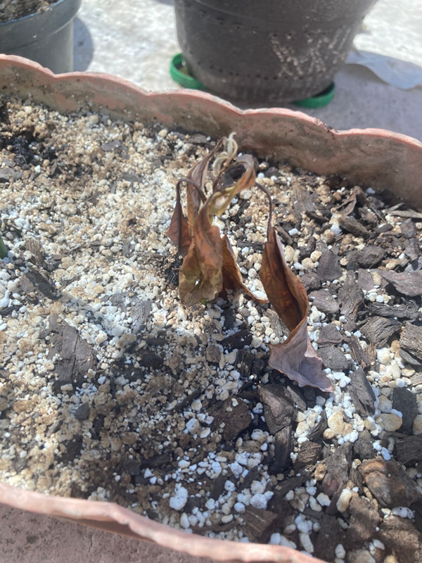 Arbol 7 - 21/05/2025
