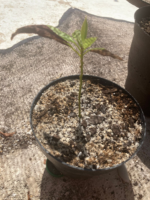 Arbol 8 - 21/05/2025