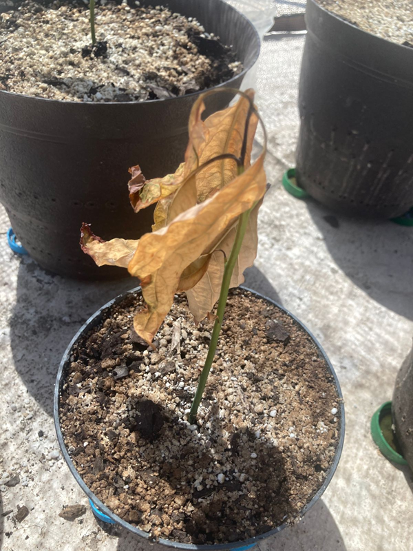 Arbol 9 - 21/05/2025