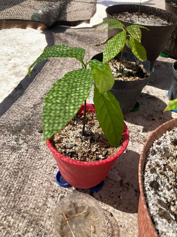 Árbol 4
